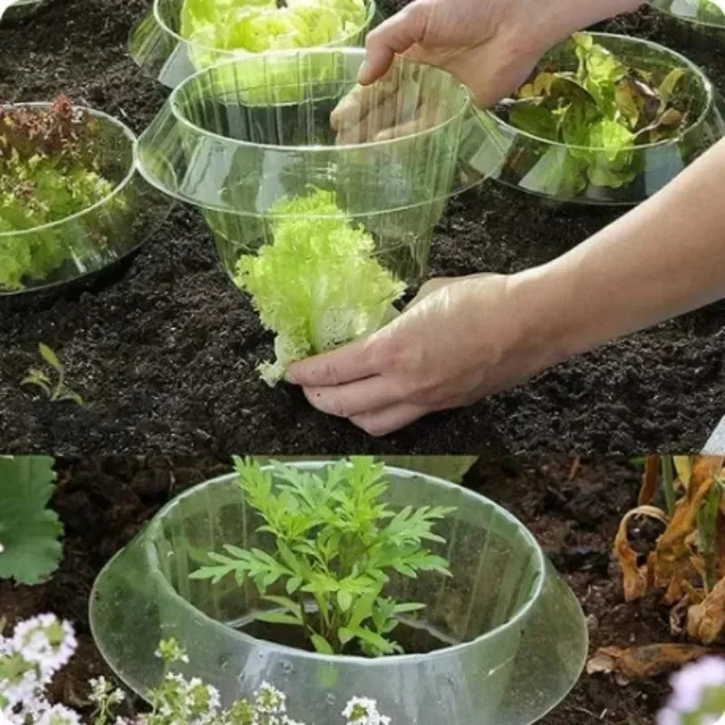 Plants Slug Protection Rings