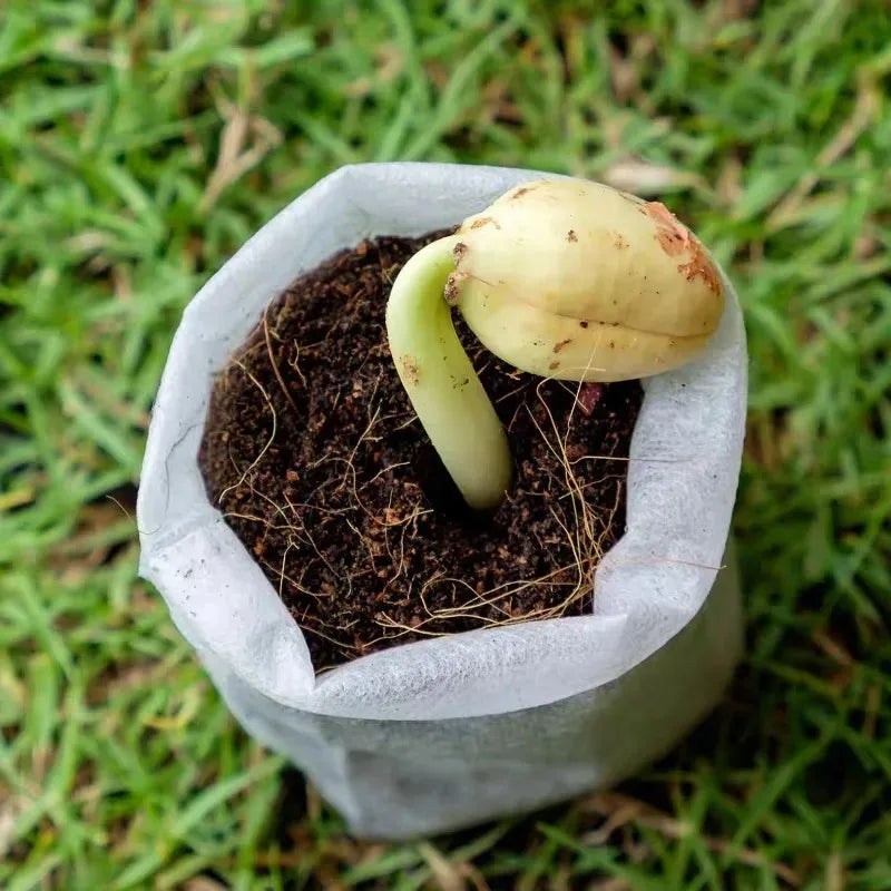 Biodegradable Grow Bags – Non-Woven Nursery Seedling Pots